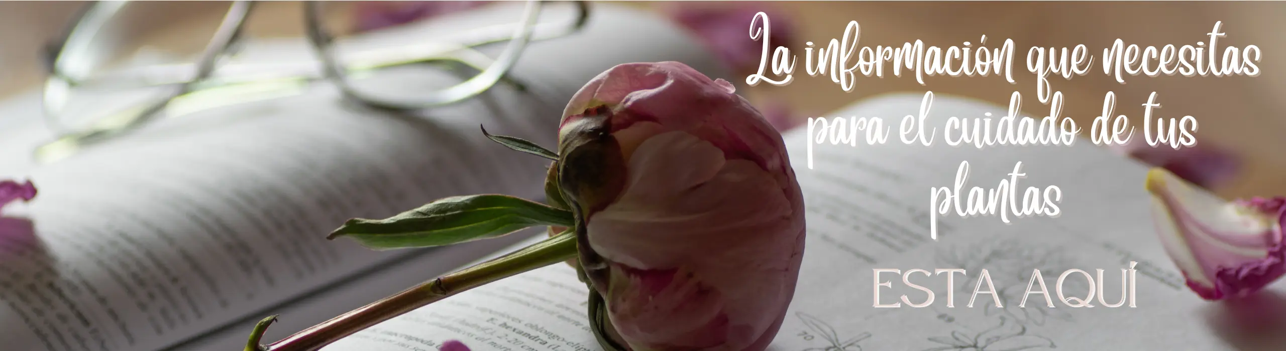 Cuidado de Plantas Blog